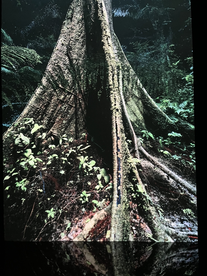 발견되지 않은 숲의 성역 작품/ 사진 = 장주영A 여행+기자