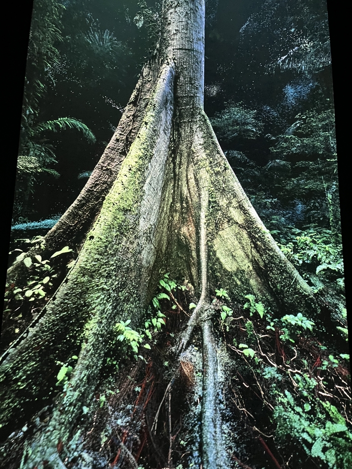 발견되지 않은 숲의 성역 작품/ 사진 = 장주영A 여행+기자